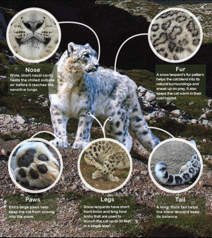 Snow Leopard, Species